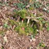 04 Aktion April 25 Feen und Wichtelwald